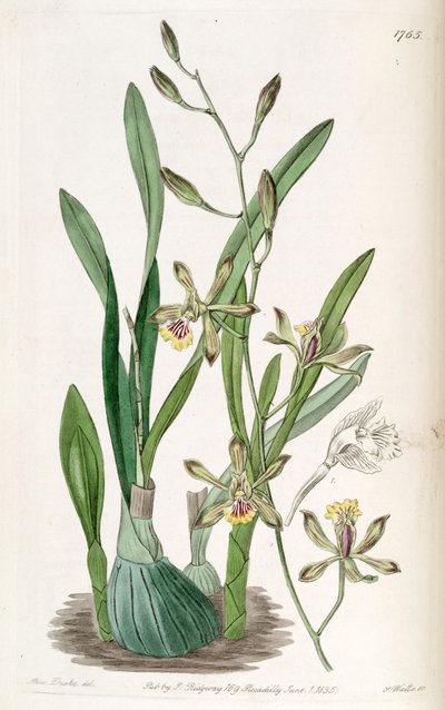 Encyclia gracilis (als syn. Epidendrum gracile) door Miss Drake